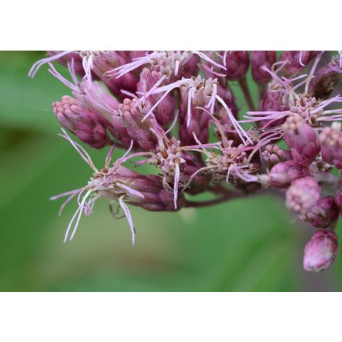 Eutrochium maculatum