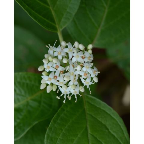 Cornus sericea