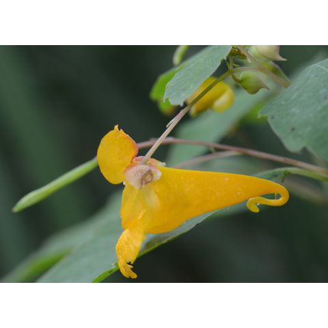 Impatiens capensis
