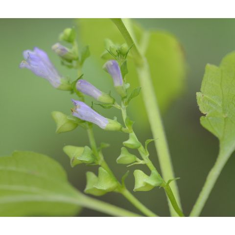 Scutellaria lateriflora