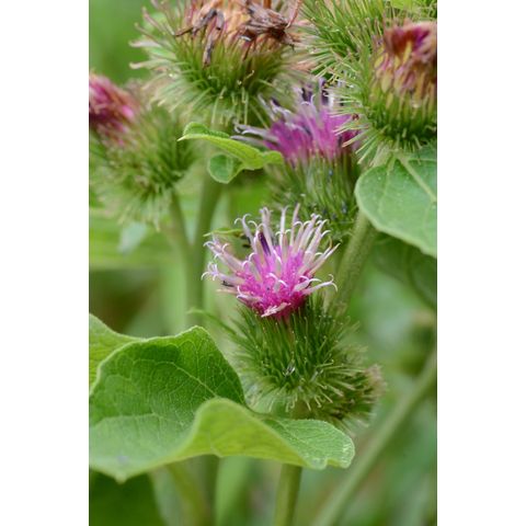 Arctium minus
