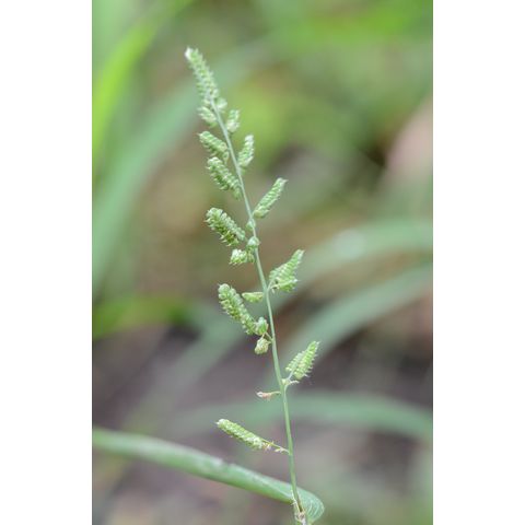 Beckmannia syzigachne