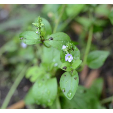Veronica anagallis-aquatica