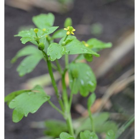 Ranunculus sceleratus