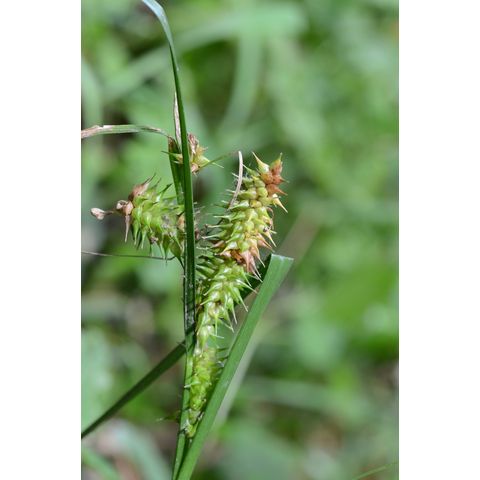 Carex pseudocyperus