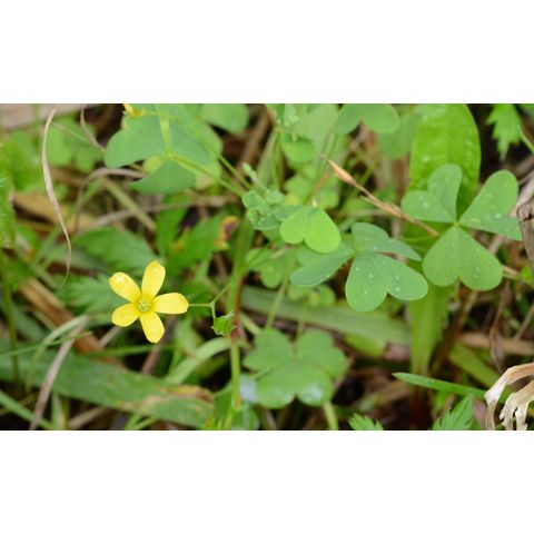 Oxalis stricta