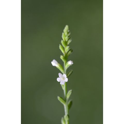 Verbena urticifolia