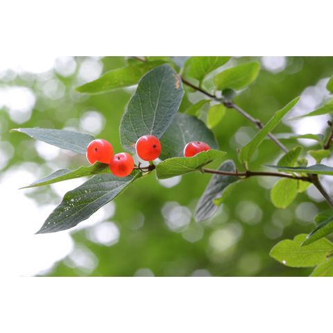 Lonicera tatarica