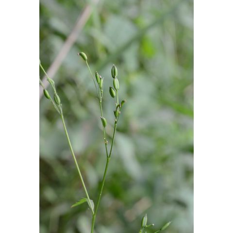 Osmorhiza longistylis