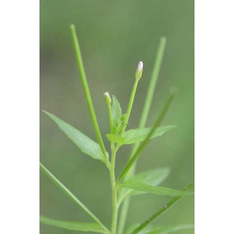 Epilobium ciliatum