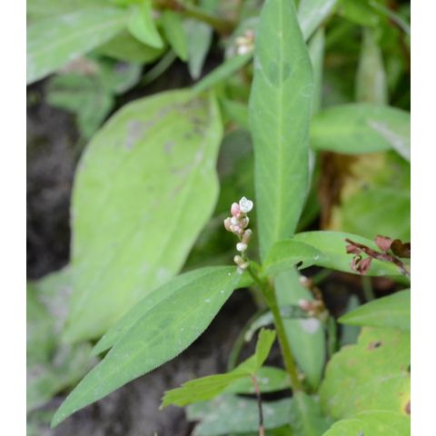 Polygonum lapathifolium