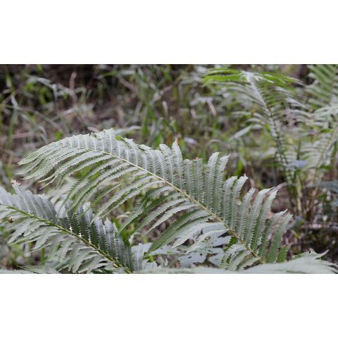 Onoclea struthiopteris