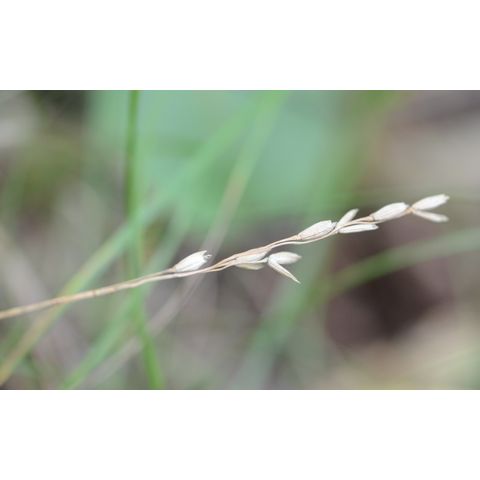 Leersia oryzoides