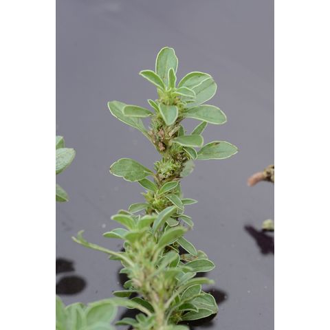 Amaranthus graecizans