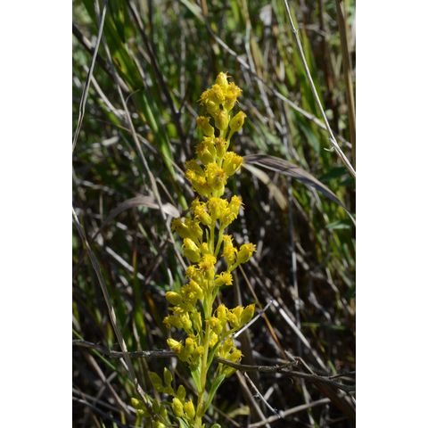 Solidago missouriensis