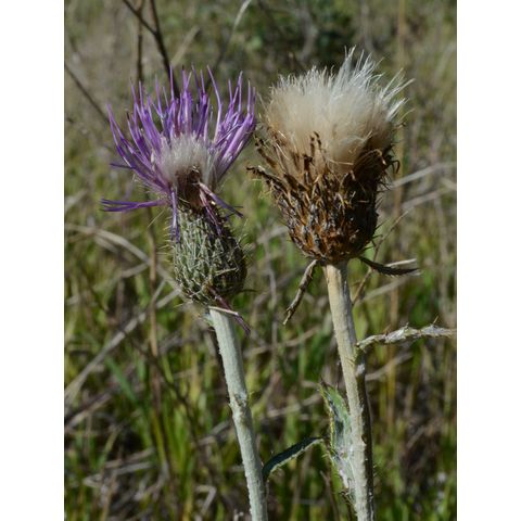 Cirsium flodmanii