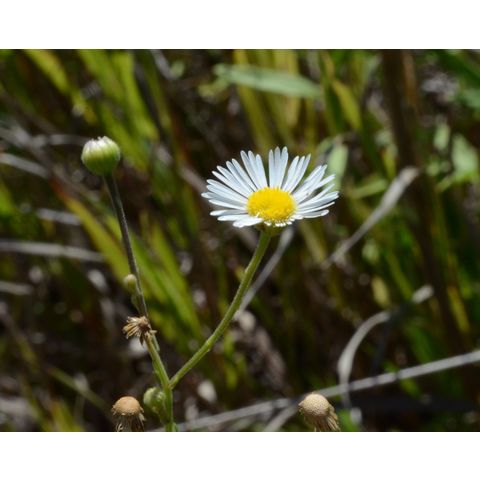 Erigeron strigosus