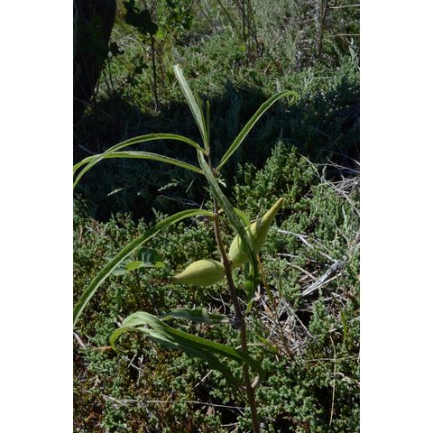 Asclepias stenophylla