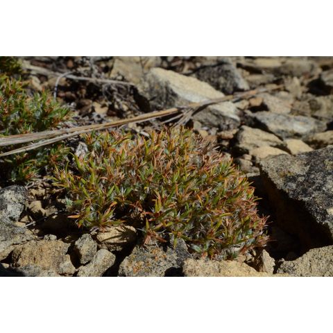 Paronychia sessiliflora