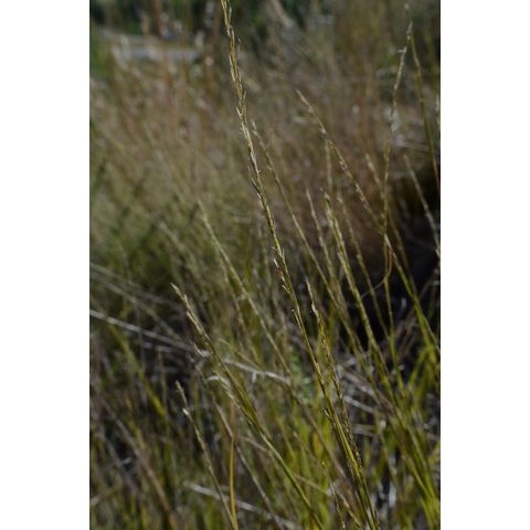 Muhlenbergia richardsonis