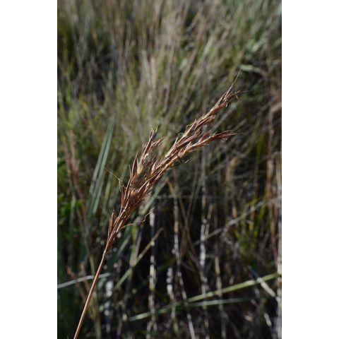 Andropogon gerardii