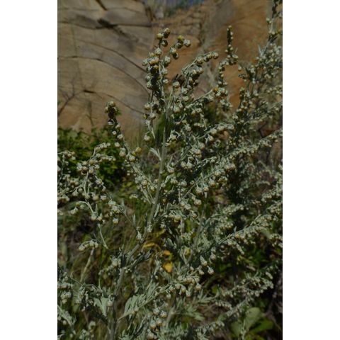 Artemisia absinthium