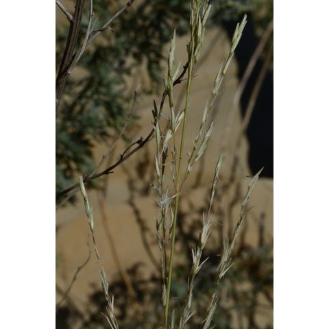 Calamovilfa longifolia