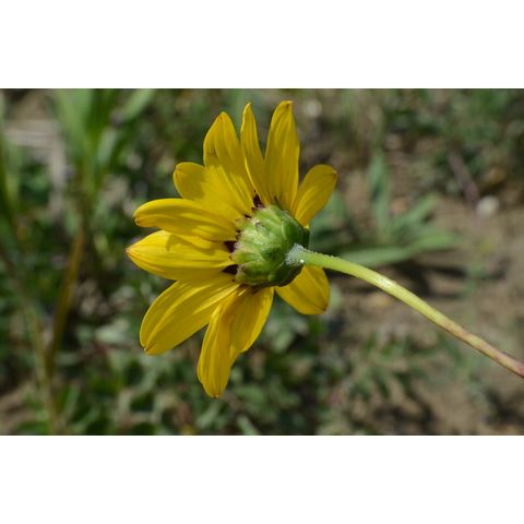 Helianthus pauciflorus