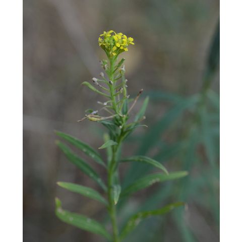 Erysimum cheiranthoides