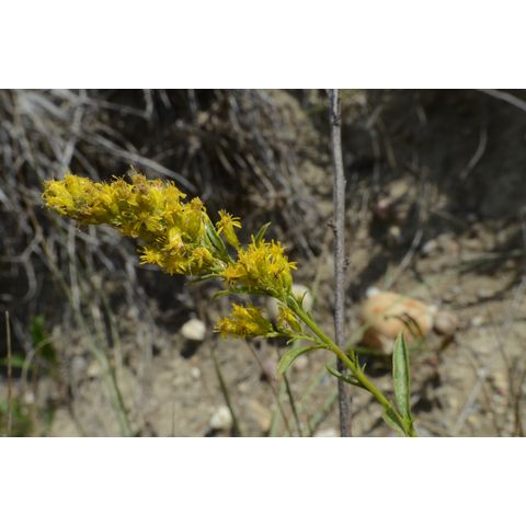Solidago missouriensis