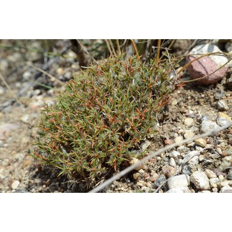 Paronychia sessiliflora