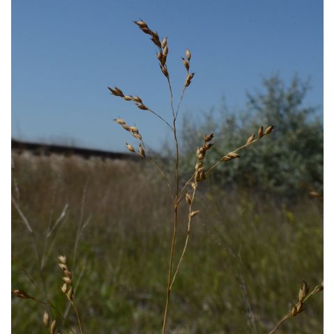 Panicum virgatum