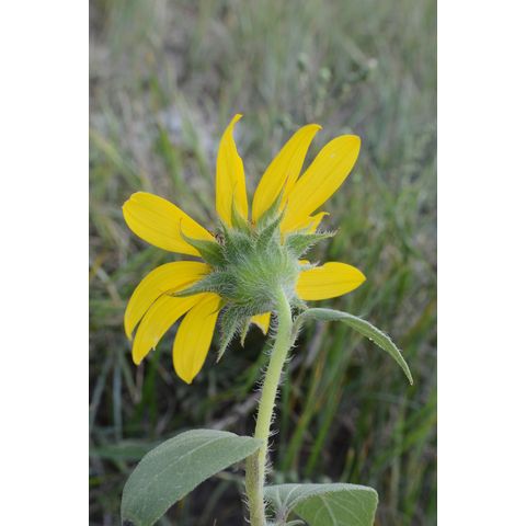 Helianthus pauciflorus