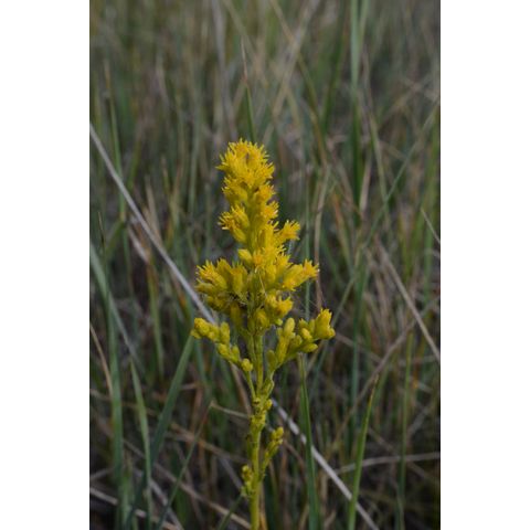 Solidago missouriensis
