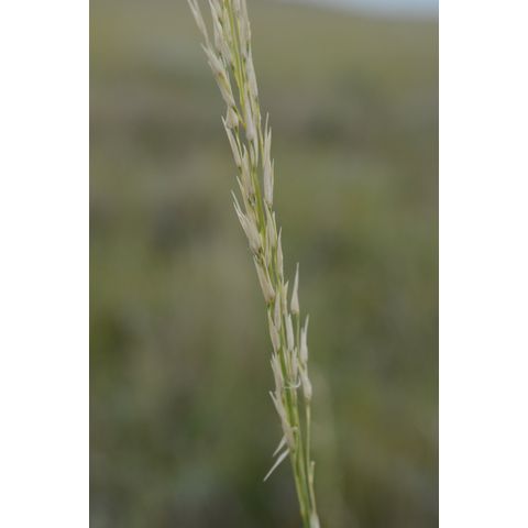 Calamovilfa longifolia