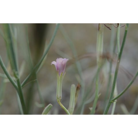 Lygodesmia juncea