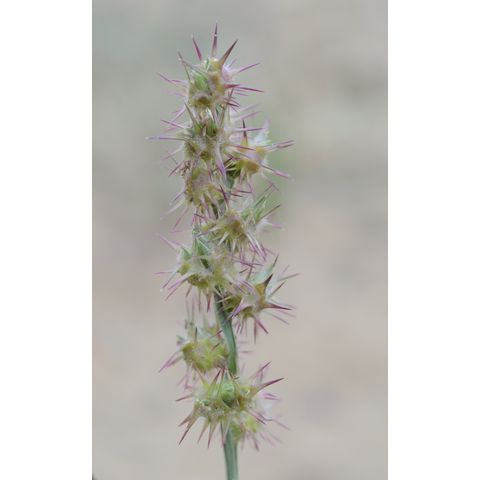 Cenchrus longispinus