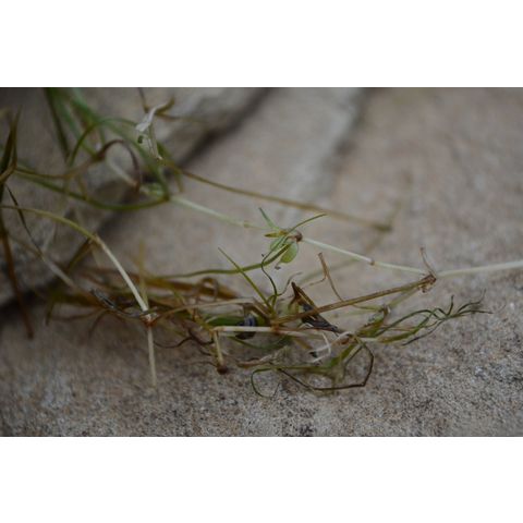 Zannichellia palustris