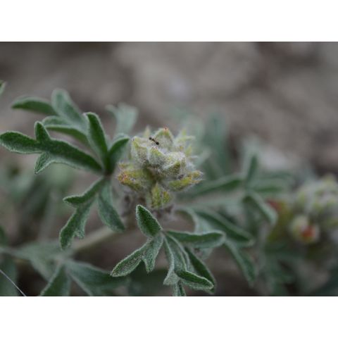 Sphaeralcea coccinea