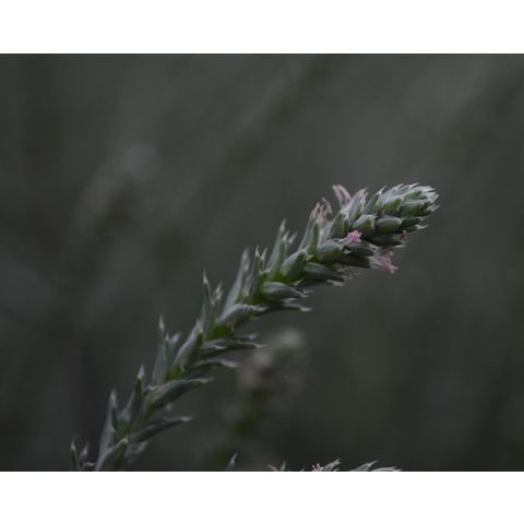 Salsola tragus