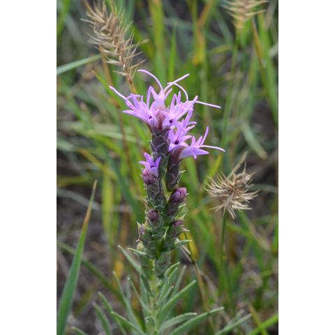 Liatris pycnostachya