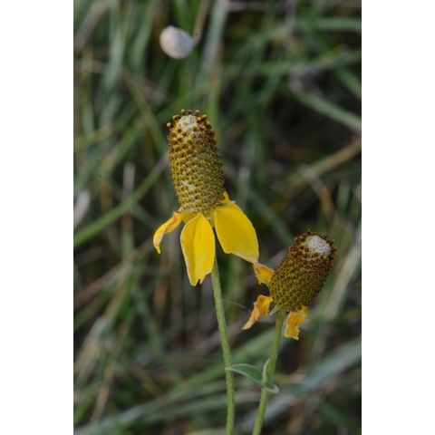 Ratibida columnifera