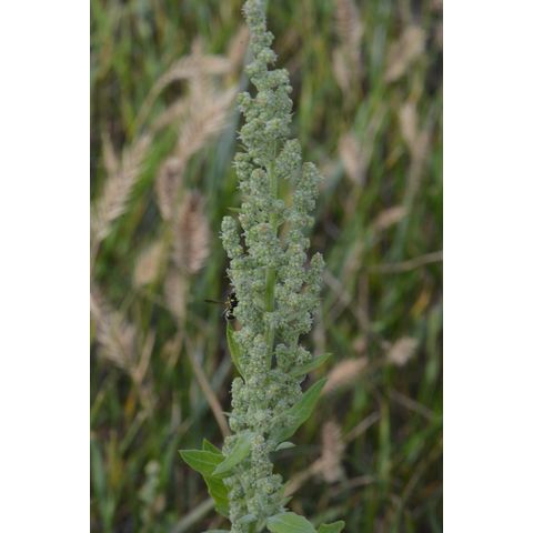 Chenopodium album
