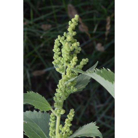 Cyclachaena xanthifolia