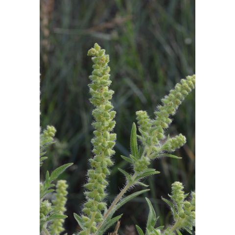Ambrosia artemisiifolia