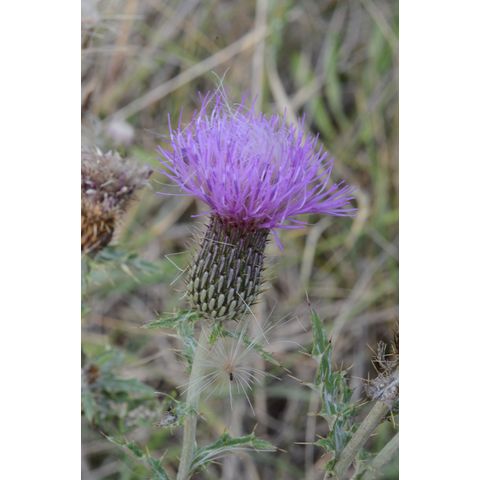 Cirsium flodmanii