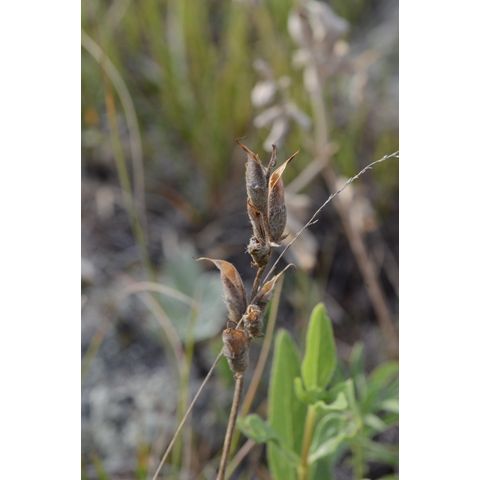Oxytropis campestris
