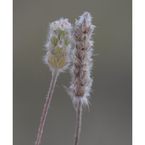 Plantago patagonica