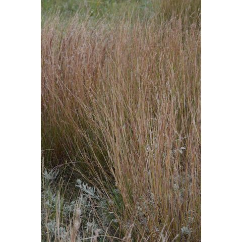 Schizachyrium scoparium