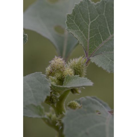 Xanthium strumarium